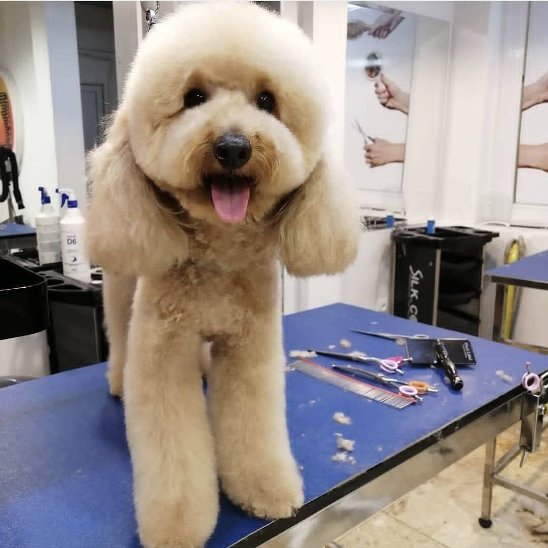 مولد نژاد پودل مینیاتوری پم پم